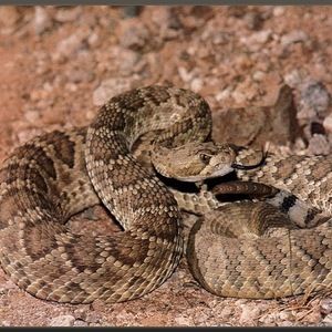 Meet your Posher, Stephen